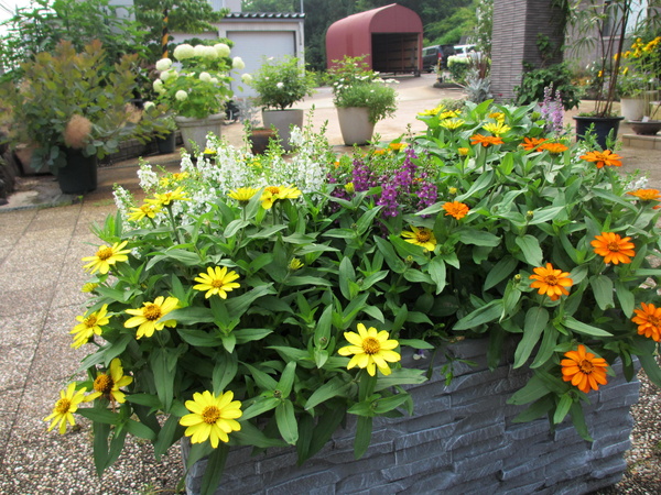 庭の花たち・・・_f0067514_8221497.jpg