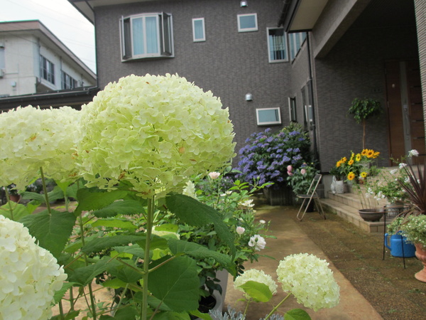 庭の花たち・・・_f0067514_8231177.jpg