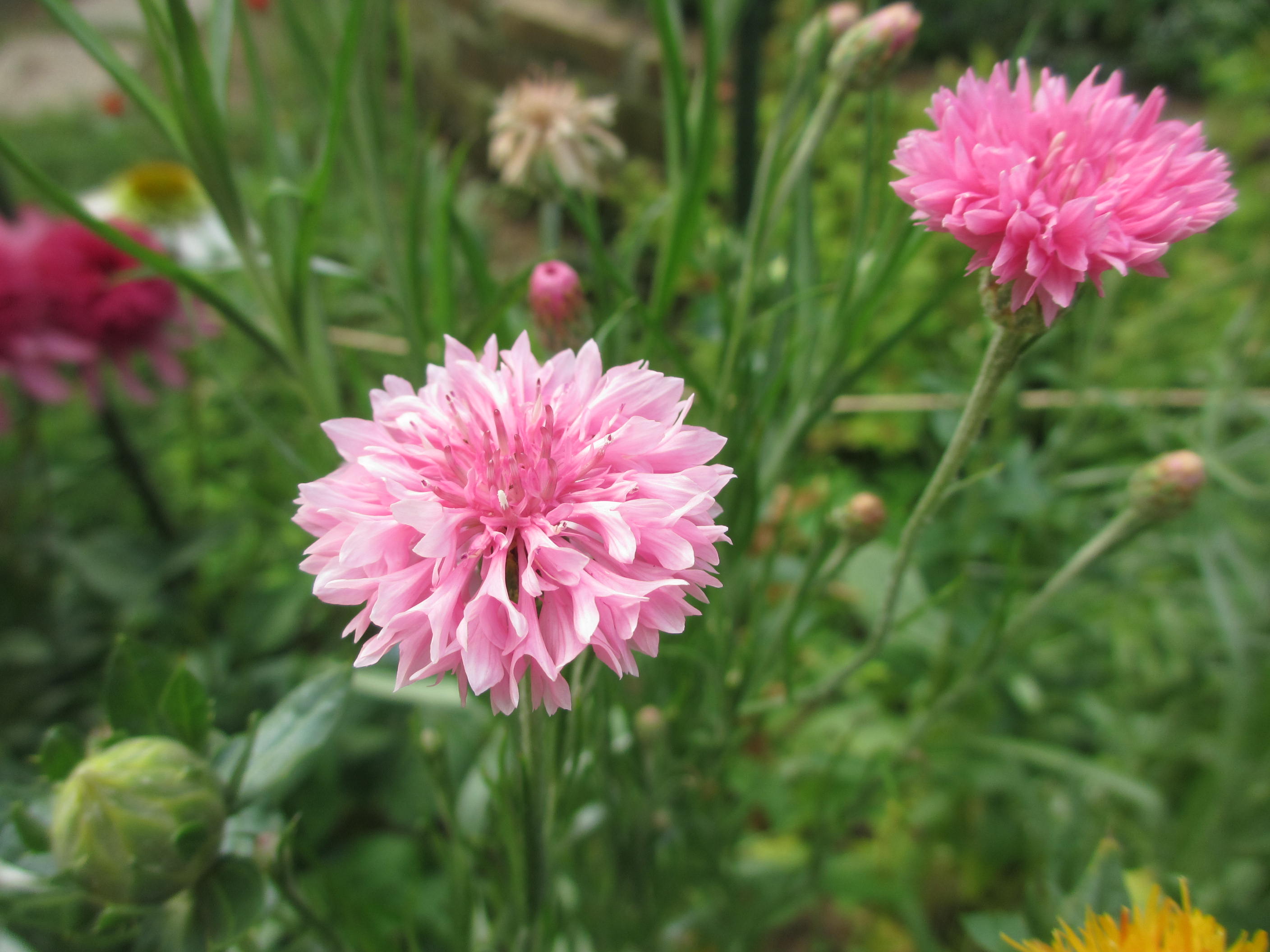 庭の花たち・・・_f0067514_8243488.jpg