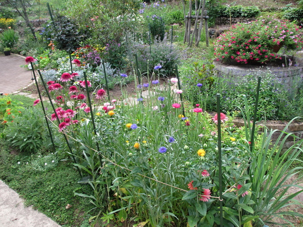 庭の花たち・・・_f0067514_8284567.jpg