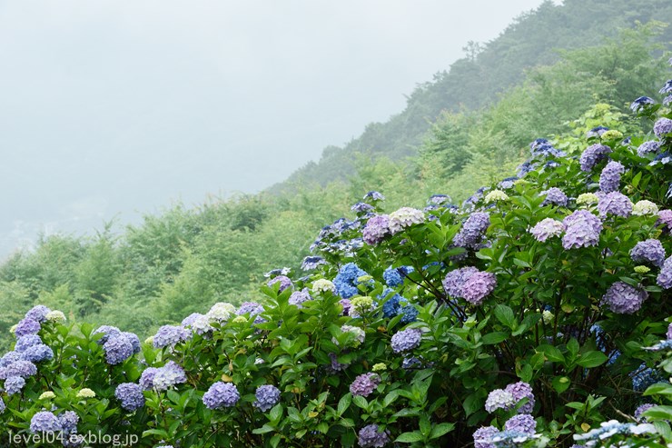 秩父 美の山公園 ～紫陽花～ 2_d0319222_9291683.jpg