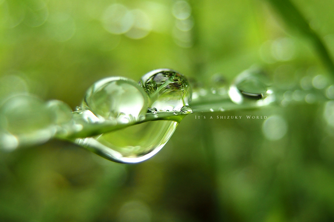 みんなの「紫陽花&雨の季節らしいすてきな一枚」をご紹介!_f0357923_1728411.jpg