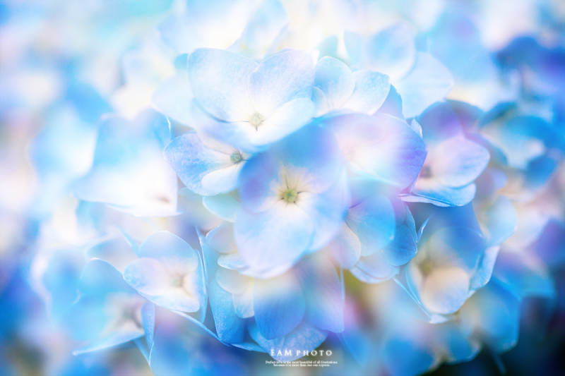みんなの「紫陽花&雨の季節らしいすてきな一枚」をご紹介!_f0357923_23323612.jpg