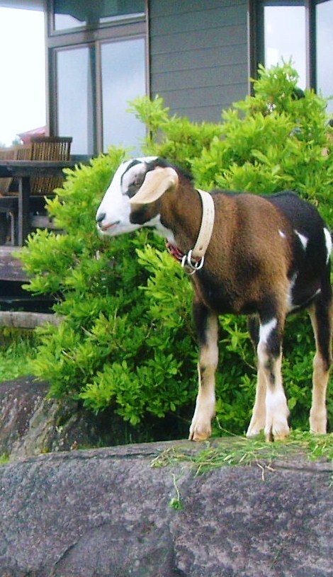 a0146024_21181619.jpg
