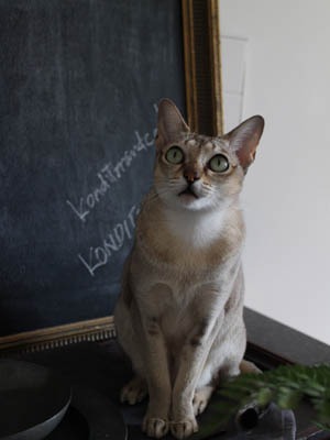 今日の2猫と、イギリスの回転寿司屋さん_b0199526_2352542.jpg