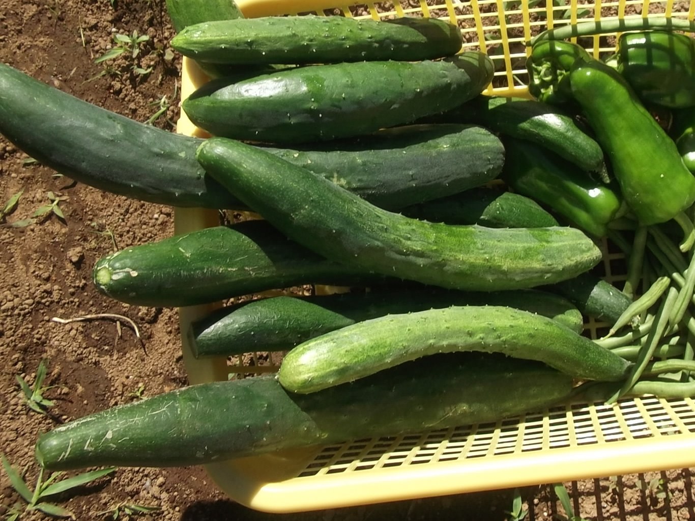 あれこれ野菜で..野菜だけの天ぷら!_b0137932_10441147.jpg