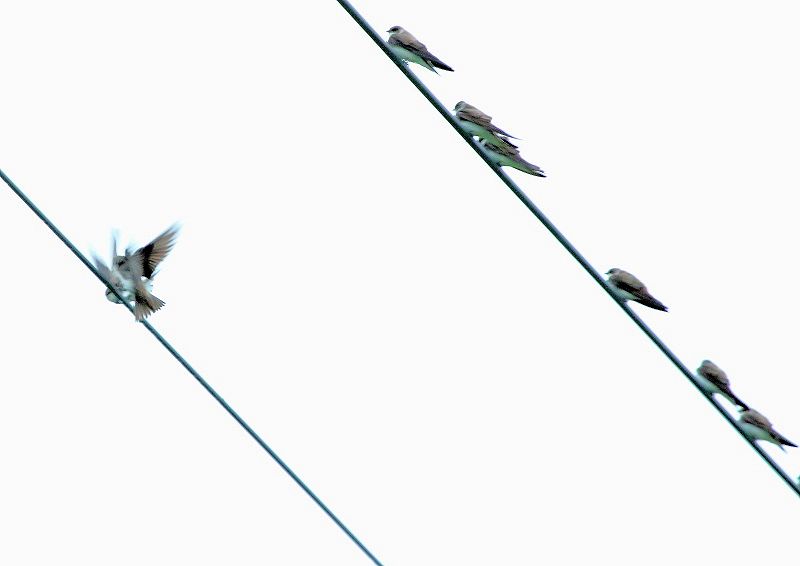 ショウドウツバメは 北海道の川岸などを群れで飛ぶ The Life Of Birds ー 野鳥つれづれ記 ショウドウツバメは 北海道の川岸などを群れで飛ぶ The Life Of Birds ー 野鳥つれづれ記