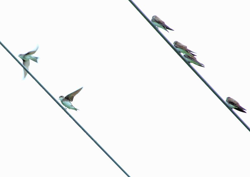ショウドウツバメは 北海道の川岸などを群れで飛ぶ The Life Of Birds ー 野鳥つれづれ記 ショウドウツバメは 北海道の川岸などを群れで飛ぶ The Life Of Birds ー 野鳥つれづれ記