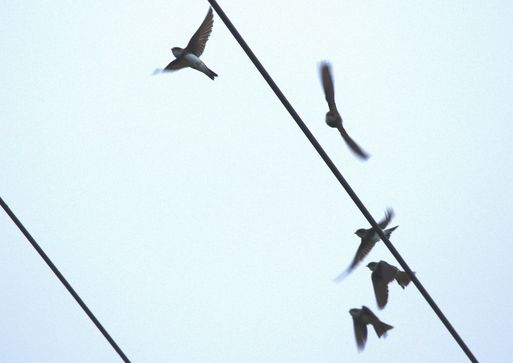 ショウドウツバメは 北海道の川岸などを群れで飛ぶ The Life Of Birds ー 野鳥つれづれ記