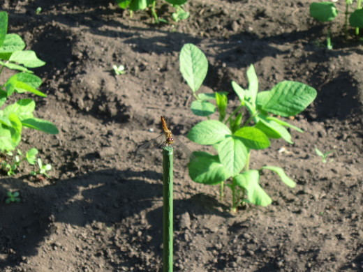 梅雨の晴れ間?夏本番?夏野菜、豊富に入荷中です。_b0206037_19171811.jpg