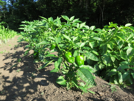 梅雨の晴れ間?夏本番?夏野菜、豊富に入荷中です。_b0206037_19173956.jpg