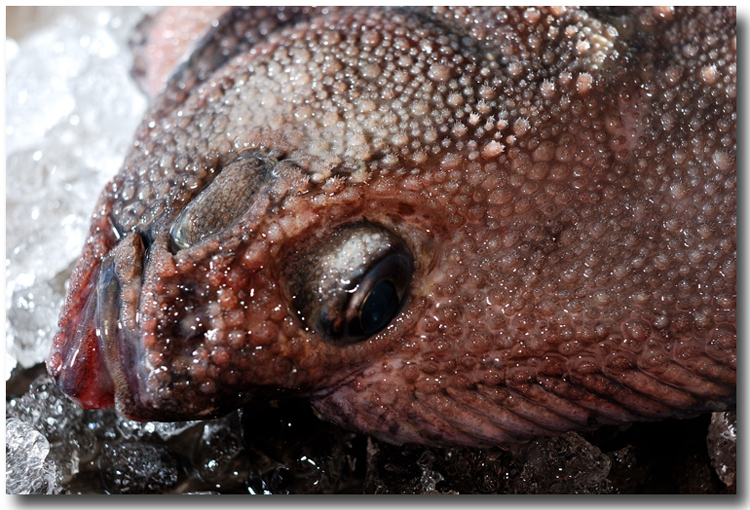 鮫鰈 サメガレイ 眼のある側はゴツゴツ 裏はブヨブヨ だが美味い 魚屋三代目日記
