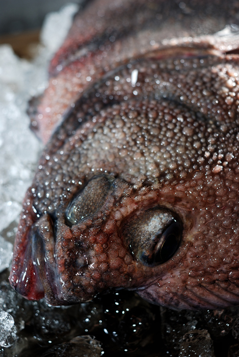 鮫鰈／サメガレイ.... 眼のある側はゴツゴツ 裏はブヨブヨ だが美味い！_d0069838_17523752.jpg
