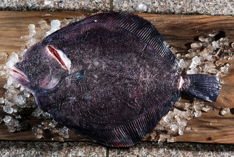 鮫鰈 サメガレイ 眼のある側はゴツゴツ 裏はブヨブヨ だが美味い 魚屋三代目日記