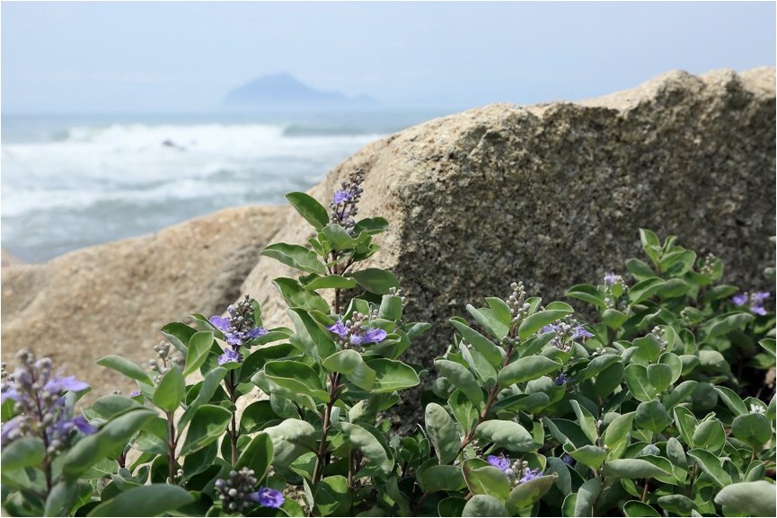 ハマゴウ 野草風薫
