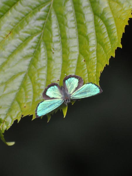 c0045352_1935972.jpg