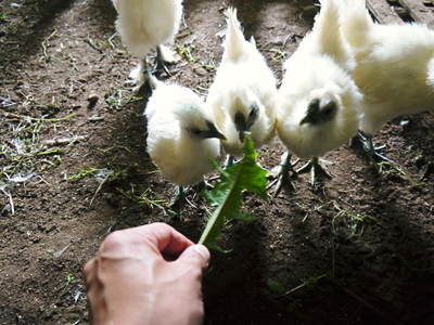 『烏骨鶏のタマゴ』数量限定で発売中！熊本県菊池市、菊池水源の山奥でのびのび暮らす烏骨鶏のタマゴです！_a0254656_1954158.jpg