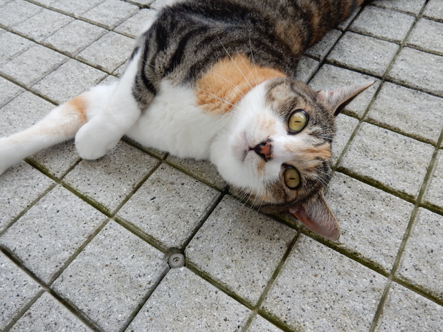 ’15,7,15(水)暑い夏のそれぞれの過ごし方!_f0060461_10522829.jpg