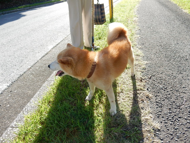 ’15,7,15(水)暑い夏のそれぞれの過ごし方!_f0060461_10561671.jpg