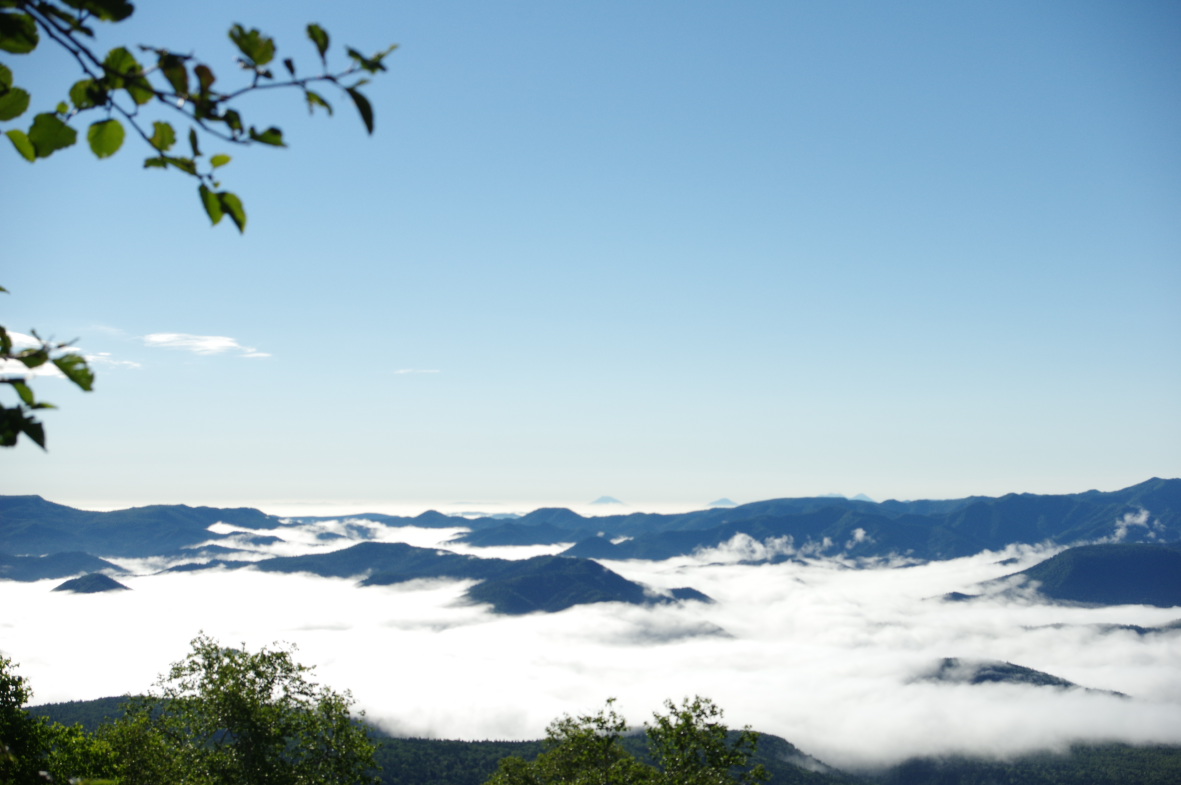 北海道の高山植物_b0301570_532268.jpg