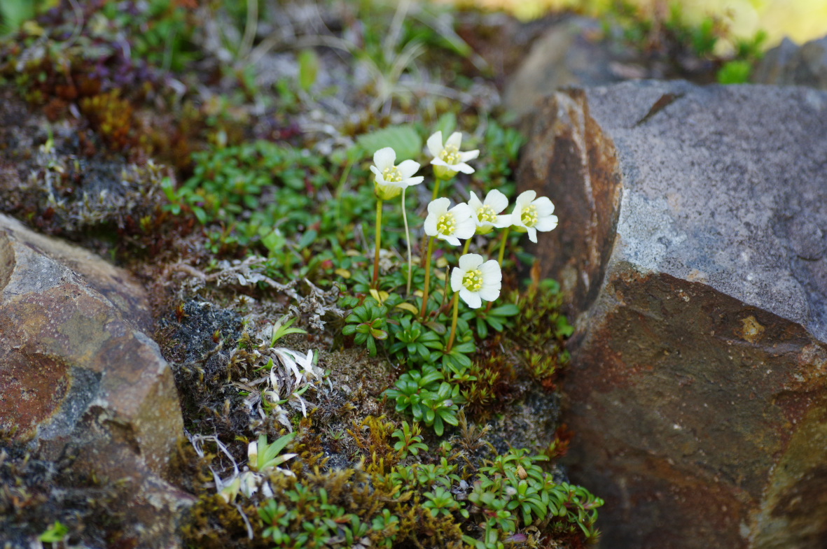 北海道の高山植物_b0301570_534794.jpg