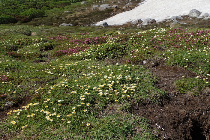 北海道の高山植物_b0301570_5391332.jpg