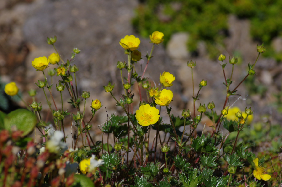 北海道の高山植物_b0301570_5455358.jpg