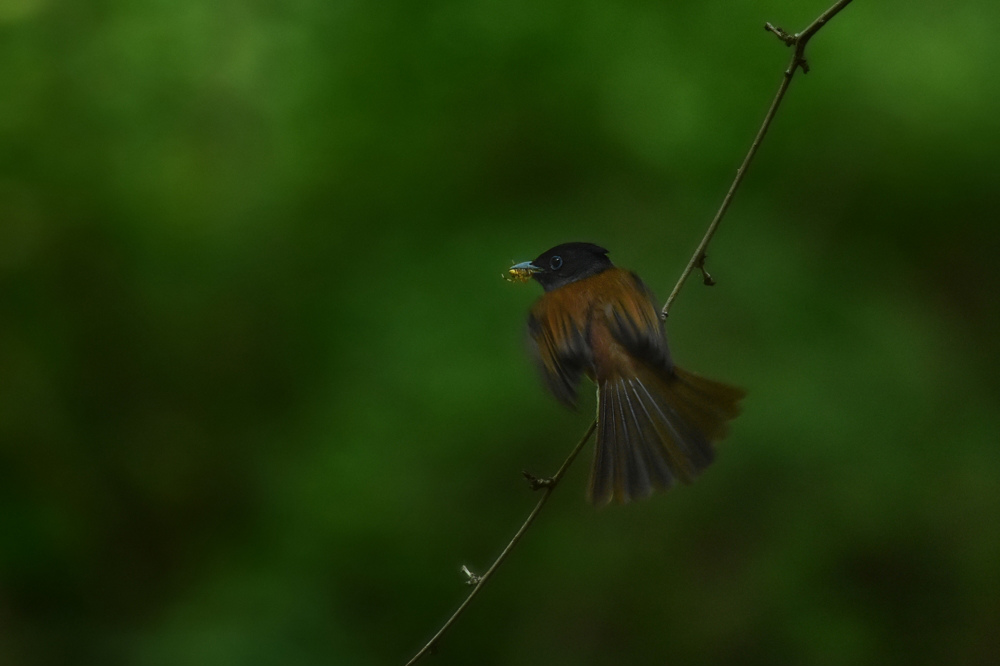 サンコウチョウ 雛への給餌_f0053272_9274018.jpg