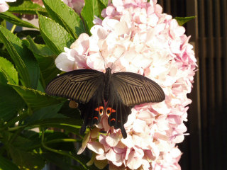 e0046477_70507.jpg