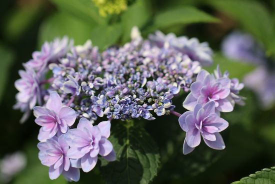 雨に唄えば 紫陽花 花の音色に誘われて