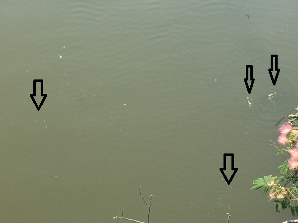 念願の天然ガス噴出現場を見物 その2_a0163788_2291817.jpg
