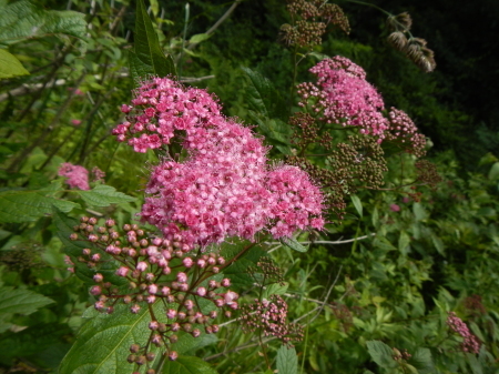 チェリーパークラインの花たち_e0120896_08015467.jpg