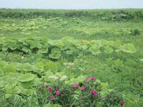 ３年越しの大森カントリーガーデンへ･･･････北海道その６_b0331802_21564348.jpg