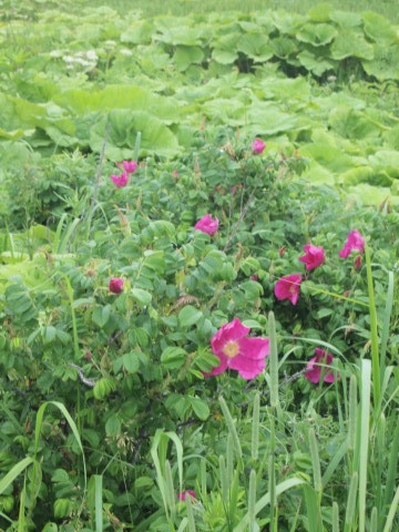 ３年越しの大森カントリーガーデンへ･･･････北海道その６_b0331802_21564476.jpg