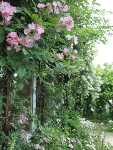 ３年越しの大森カントリーガーデンへ･･･････北海道その６_b0331802_21592505.jpg