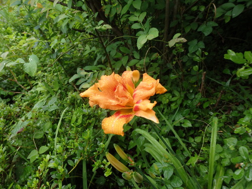 c0156104_1629571.jpg