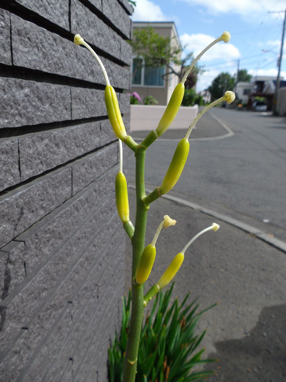 戦争法案が衆議院で強行突破された日の朝、オオウバユリの花びらがすべて散った_c0025115_19424185.jpg