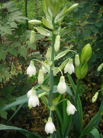 ガルトニア・カンディカンスGaltonia candicans _e0255117_1317276.jpg