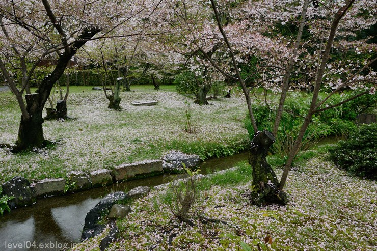 京都 渉成園 ～桜～_d0319222_9414355.jpg