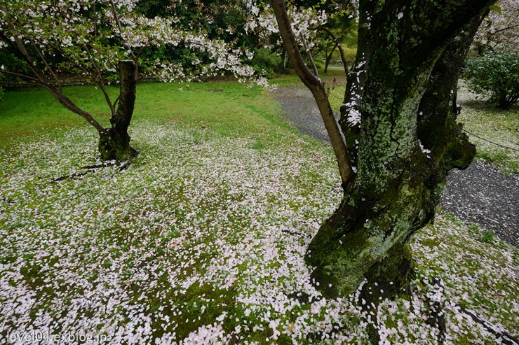 京都 渉成園 ～桜～_d0319222_9414642.jpg