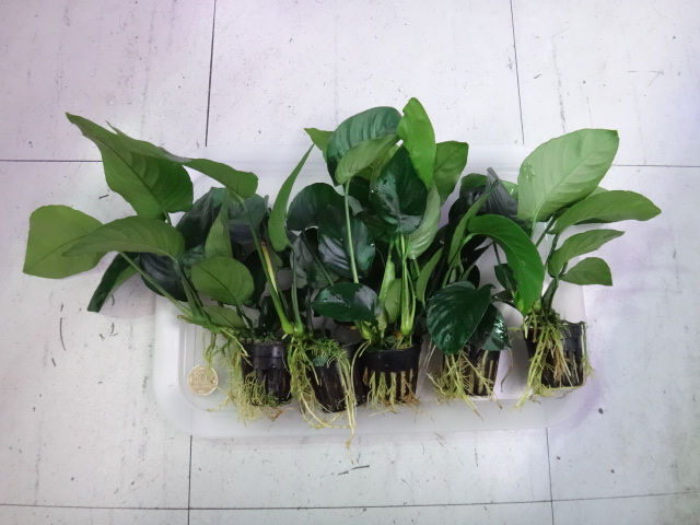 150716 熱帯魚・金魚・淡水魚・水草・観葉植物_f0189122_13124869.jpg