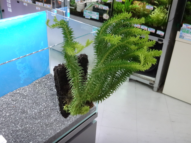 150716 熱帯魚・金魚・淡水魚・水草・観葉植物_f0189122_1317786.jpg