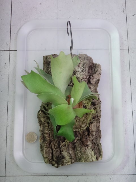 150716 熱帯魚・金魚・淡水魚・水草・観葉植物_f0189122_1318038.jpg