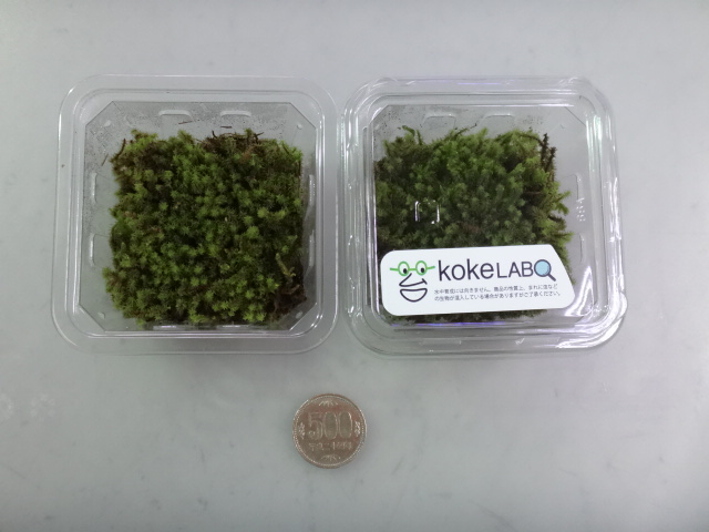 150716 熱帯魚・金魚・淡水魚・水草・観葉植物_f0189122_13263965.jpg