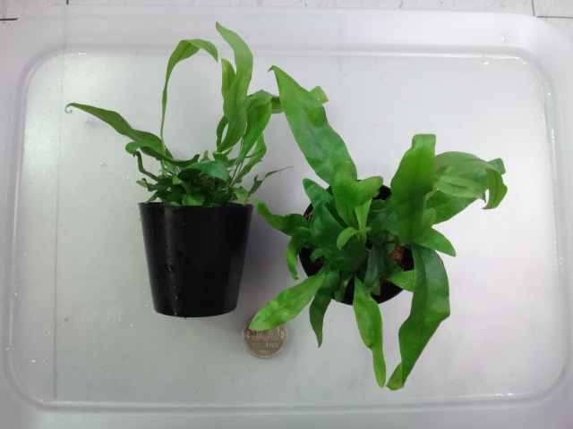 150716 熱帯魚・金魚・淡水魚・水草・観葉植物_f0189122_13282420.jpg