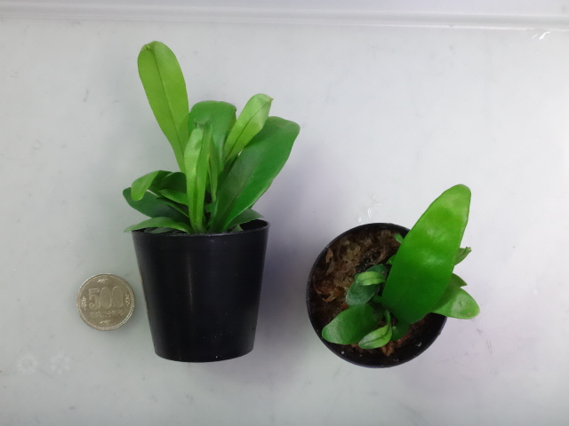 150716 熱帯魚・金魚・淡水魚・水草・観葉植物_f0189122_13311576.jpg