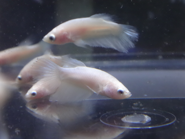 150716 熱帯魚・金魚・淡水魚・水草・観葉植物_f0189122_1345747.jpg