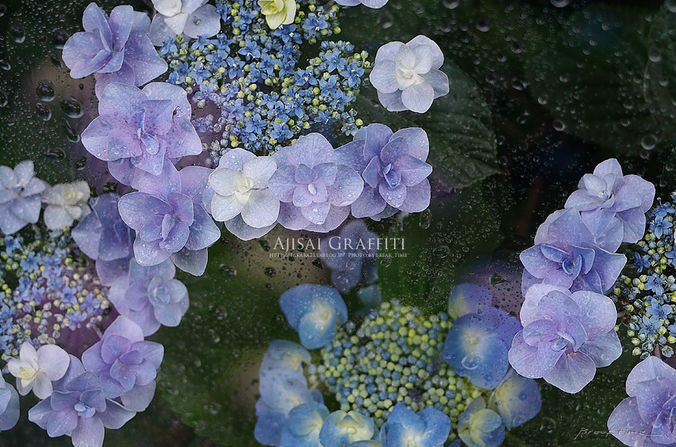みんなの「紫陽花&雨の季節らしいすてきな一枚」をご紹介!_f0357923_0415728.jpg