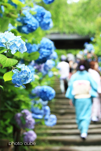 みんなの「紫陽花&雨の季節らしいすてきな一枚」をご紹介!_f0357923_12275589.jpg