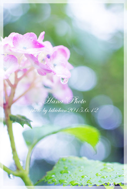 みんなの「紫陽花&雨の季節らしいすてきな一枚」をご紹介!_f0357923_14303080.jpg
